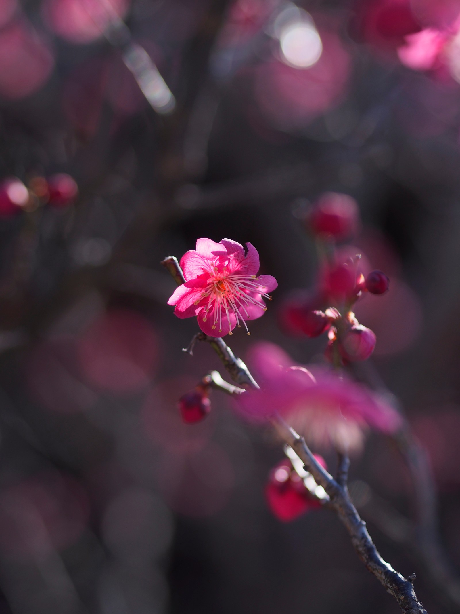 Hay una flor rosa creciendo en una rama (flor, planta floreciendo, rosa, rojo, primavera)