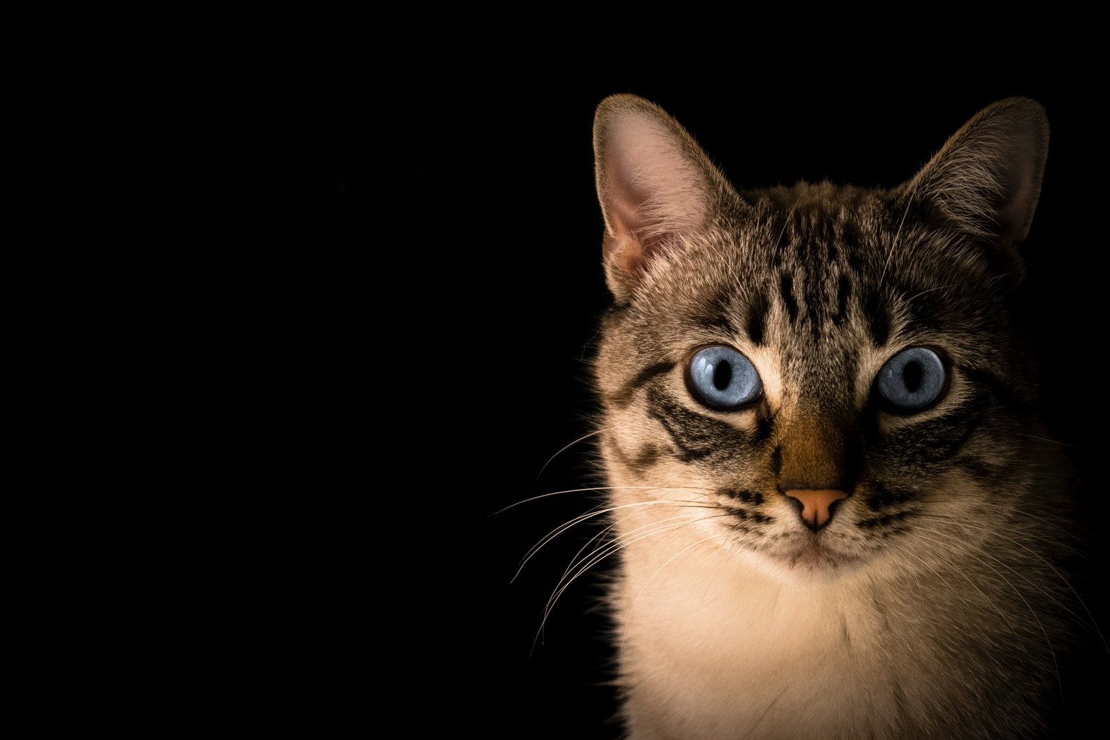 Hay un gato con ojos azules mirando a la cámara (cat, felidae, gatito, gatos de tamaño pequeño a mediano, ventana)