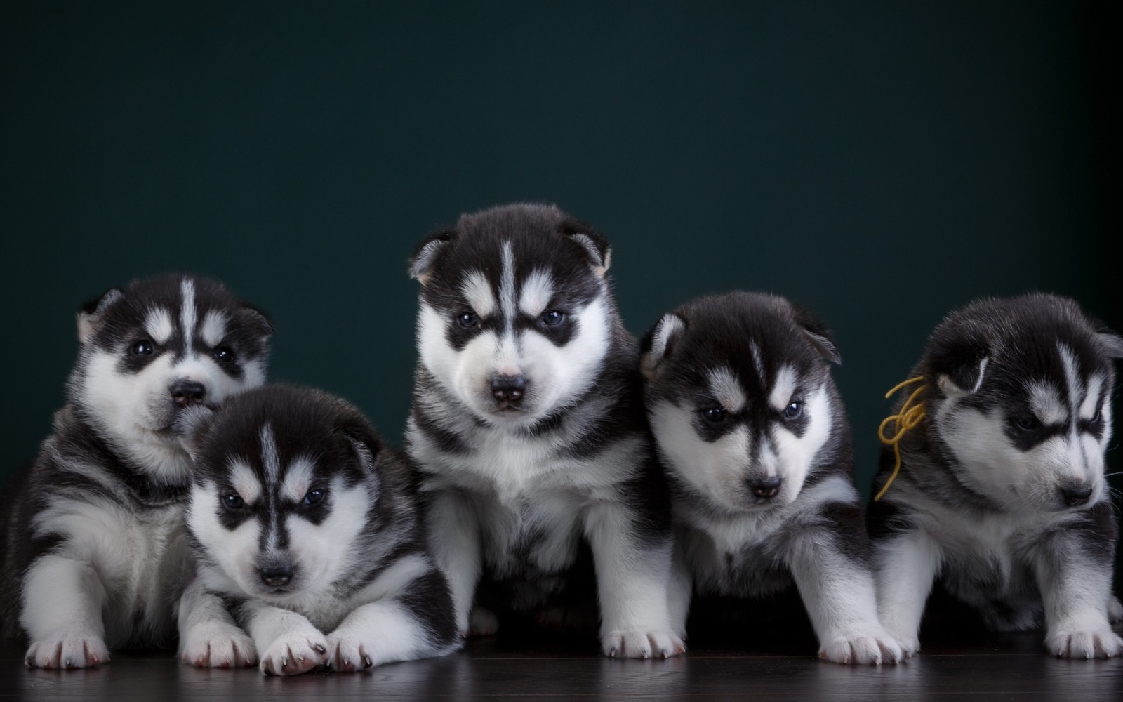 siberian husky, puppy, alaskan malamute, dog, sakhalin husky wallpaper