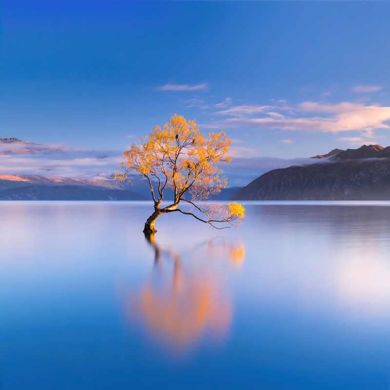 Арабское дерево посреди озера с горой на заднем плане (lake wanaka, новая зеландия, new zealand, glacier lake, одинокое дерево)