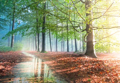 Sonniger Waldweg mit gefallenen Blättern und ruhigen Reflexionen