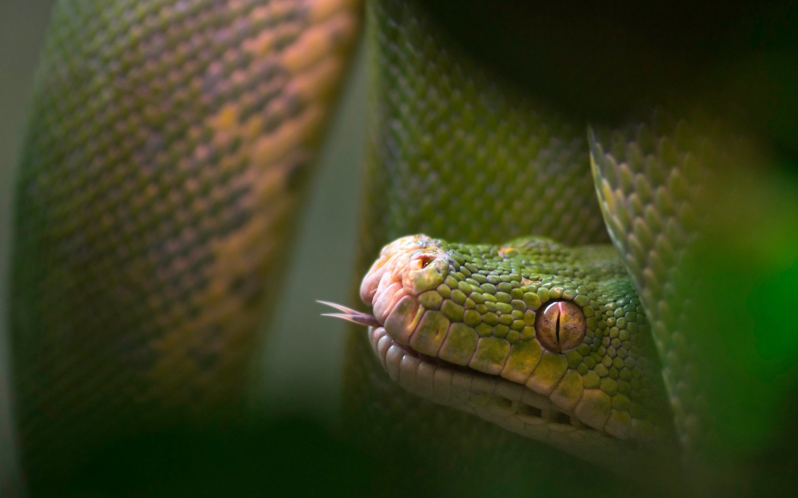 Um close de uma cobra verde com a língua de fora (réptil, réptil escamoso, serpente, mamba, mamba verde ocidental)