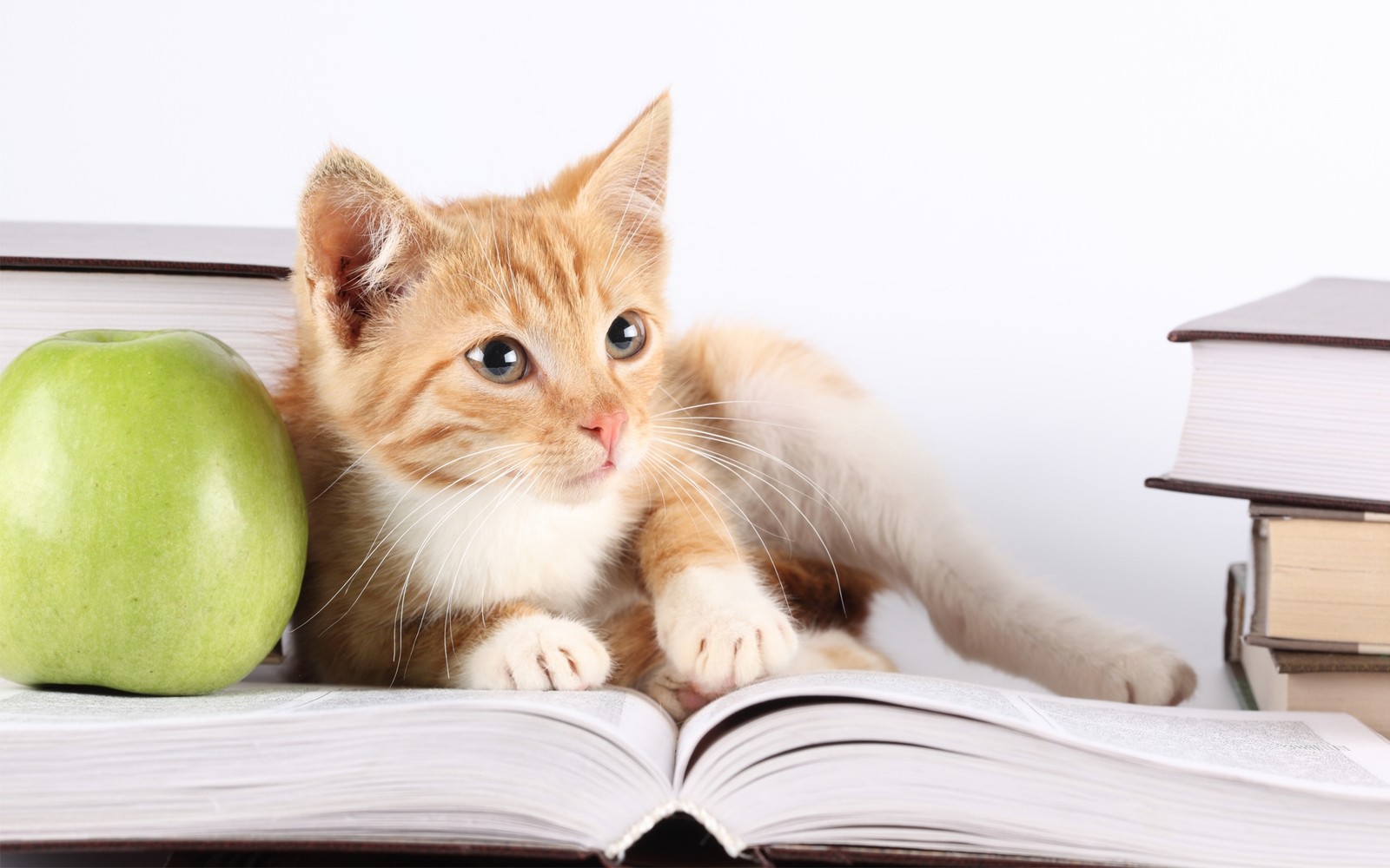 Hay un gato sentado sobre un libro con una manzana (gatito, lectura, gato europeo de pelo corto, gato atigrado, gato egeo)