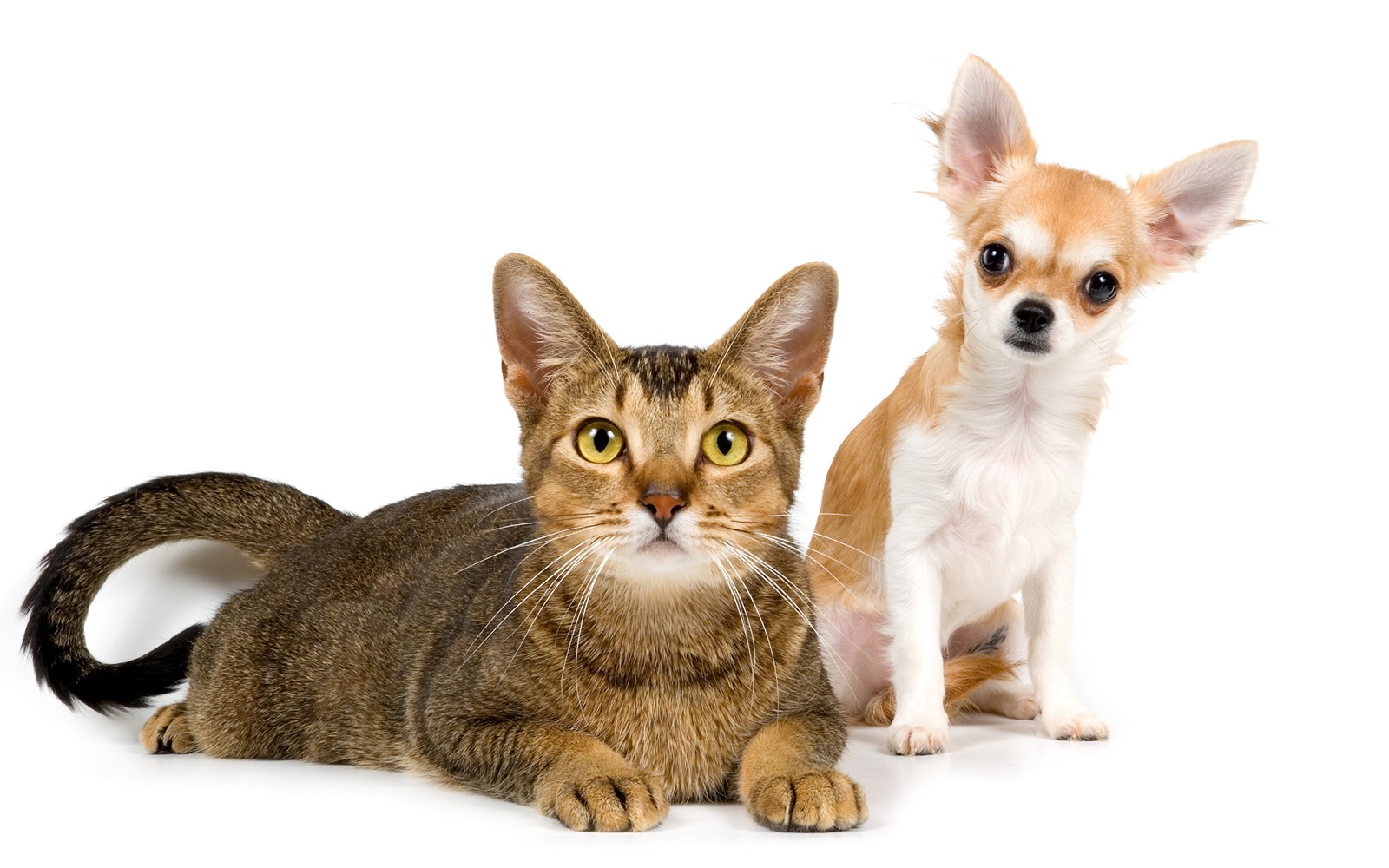 cat, puppy, kitten, whiskers, chihuahua wallpaper