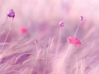 Flores delicadas en rosa y lavanda con enfoque suave