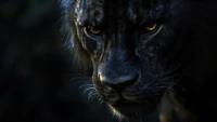 noir, le lion, animaux