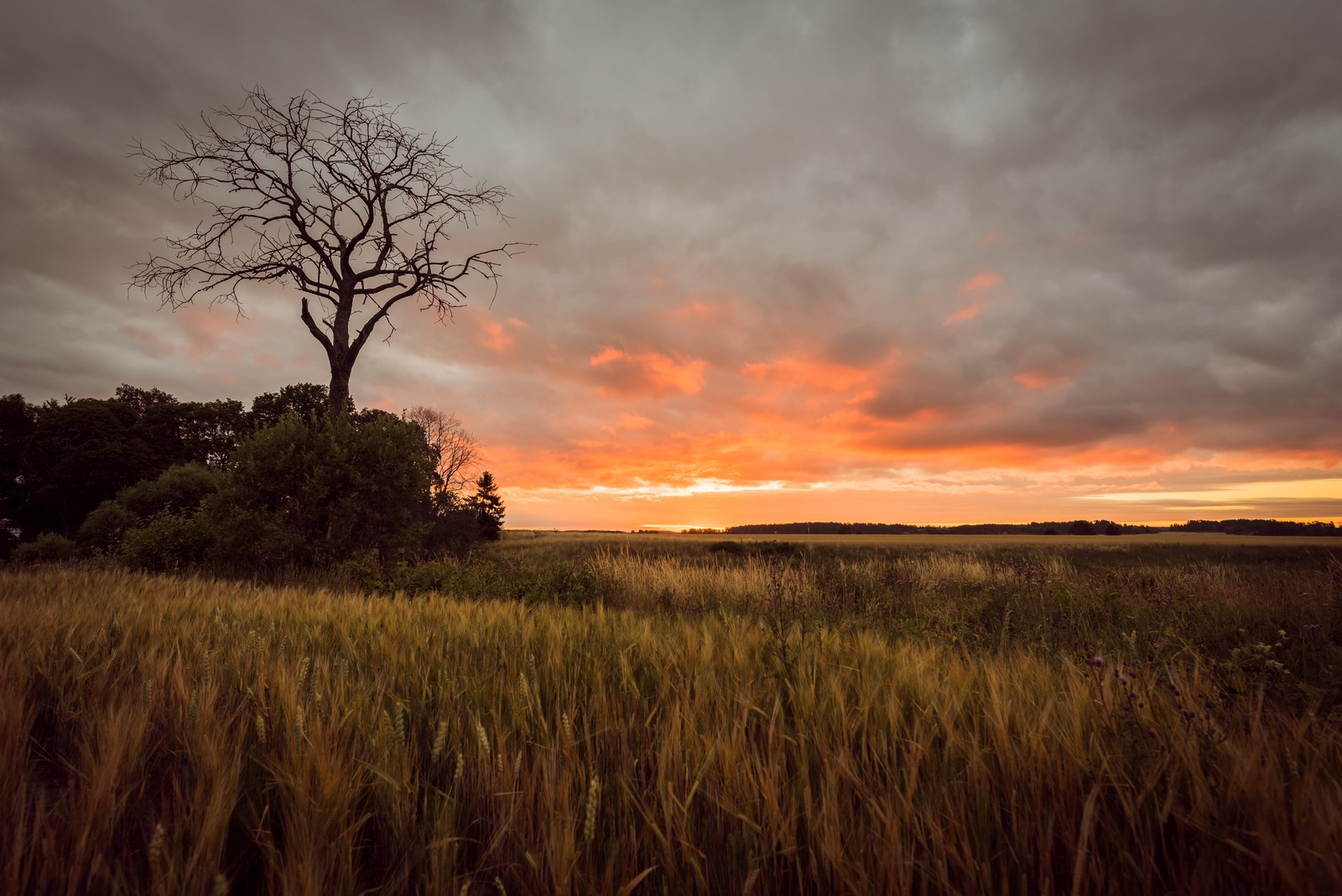 Un árbol solitario se erige en un campo de hierba alta al atardecer. (nube, árbol, sabana, atardecer, noche)