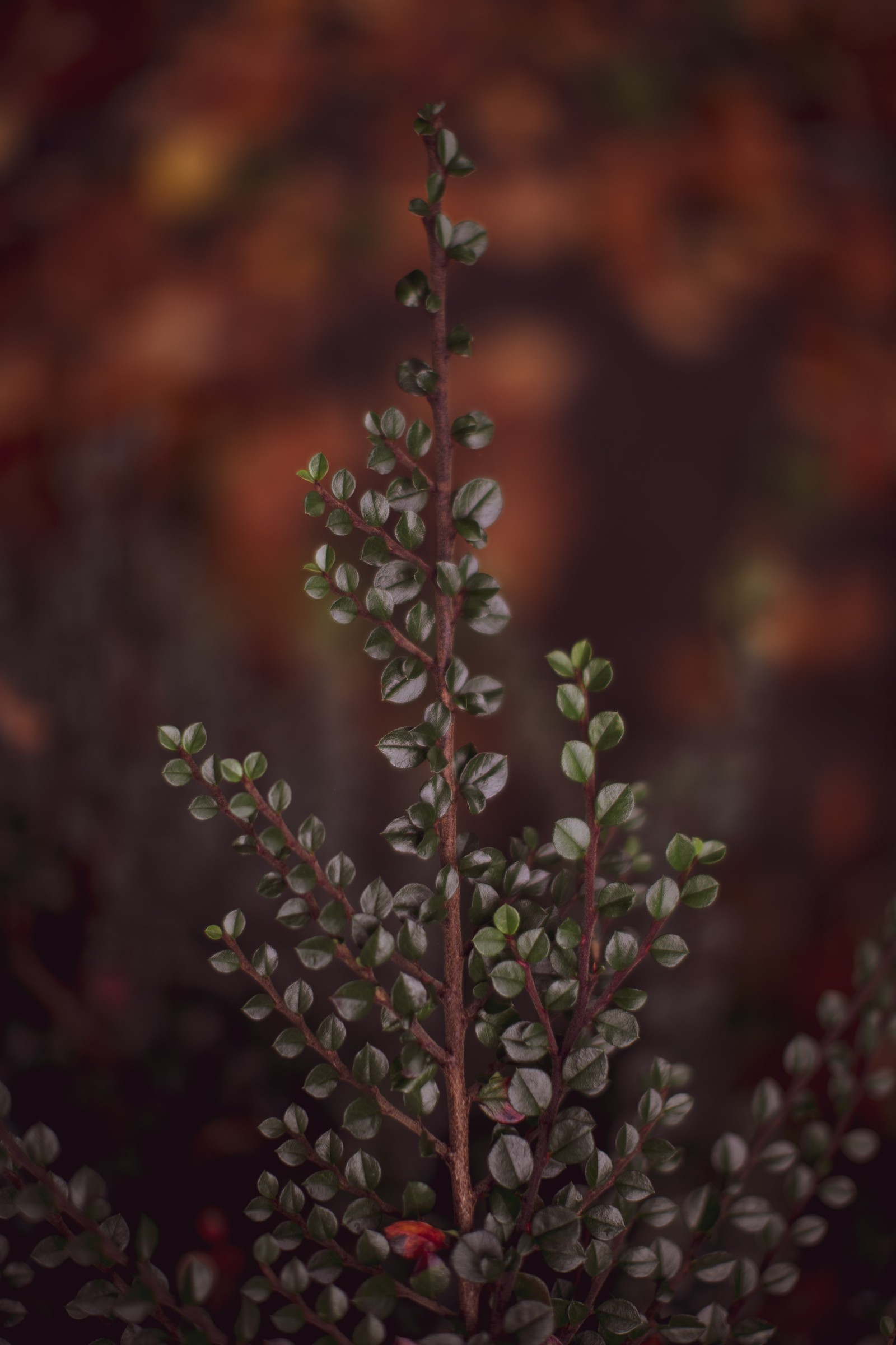 twig, branch, leaf, flower, plant wallpaper