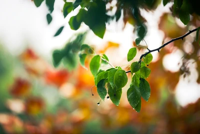 blatt, zweig, baum, frühling, pflanzenstängel