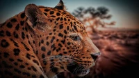 leopard, felidae, cheetah, jaguar, terrestrial animal wallpaper