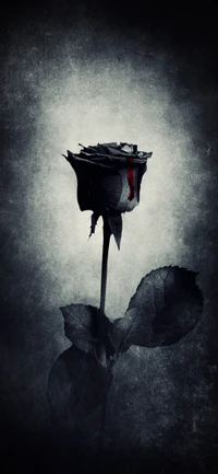 black rose, rose, black, flower, goth subculture wallpaper