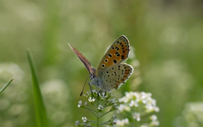 Lebendige Lycaenid-Schmetterlinge bestäuben zarte Wildblumen