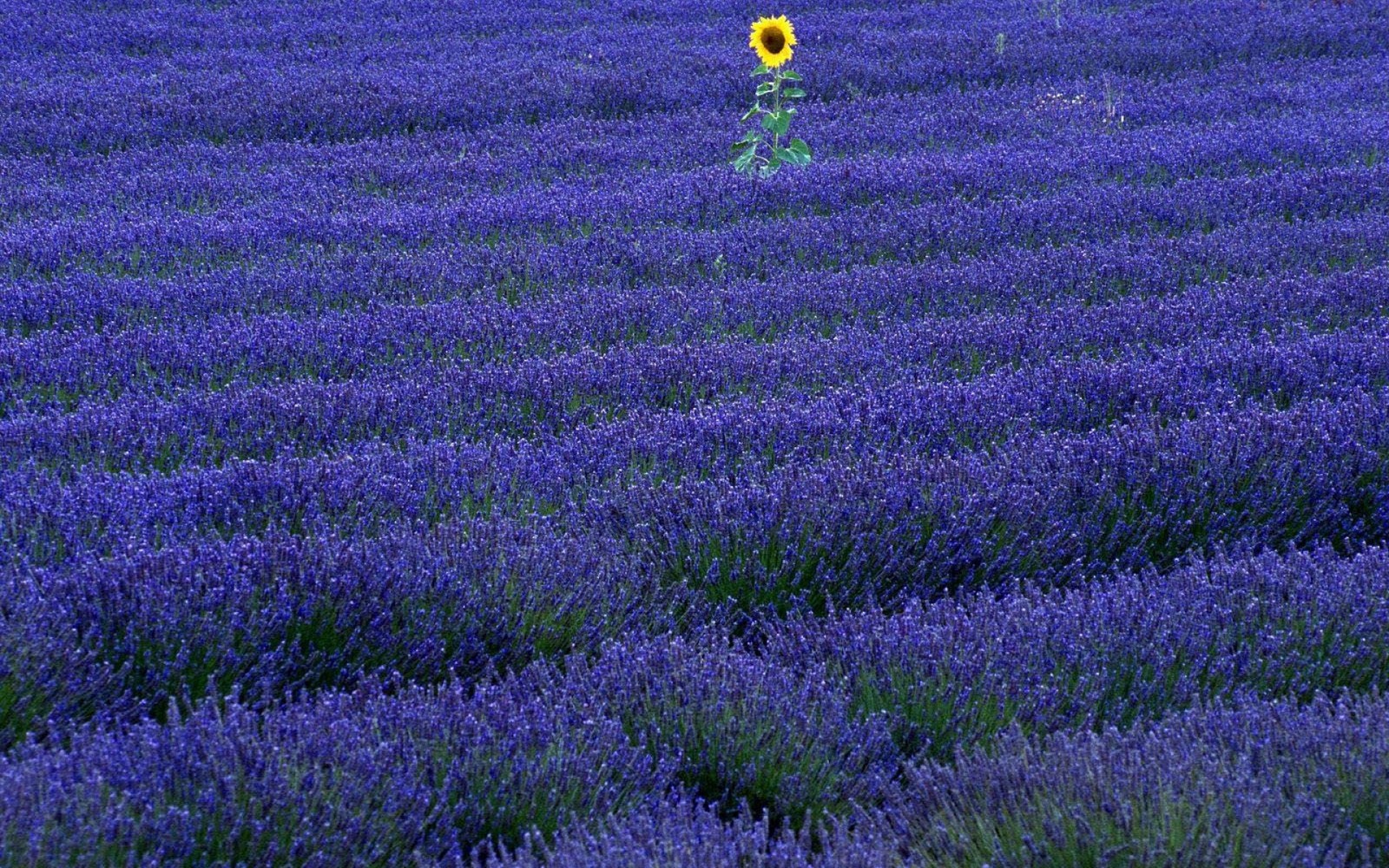 Campo de lavanda con un solo girasol en el medio (lavanda inglesa, planta floreciendo, púrpura, planta, pradera)