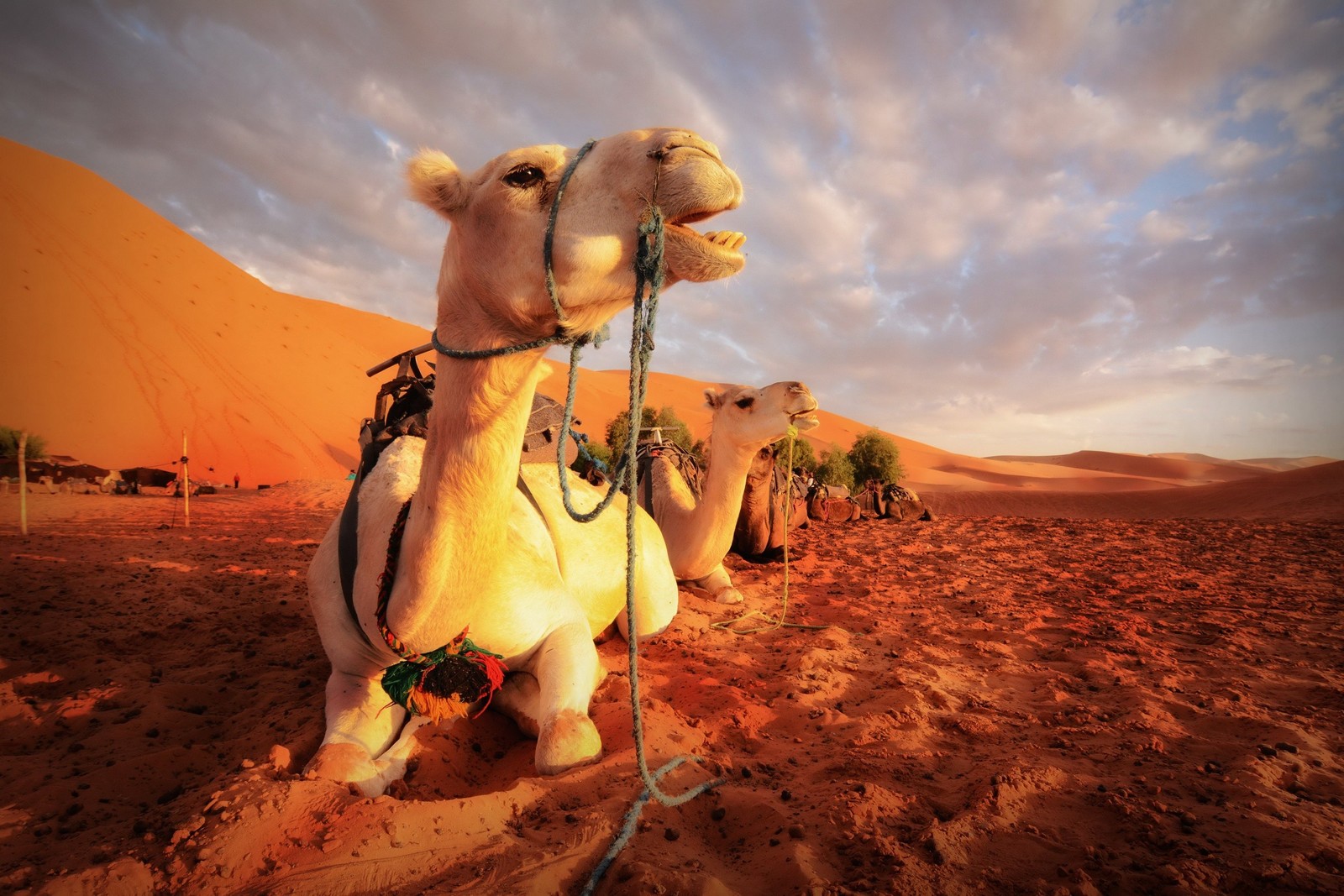 Gros plan d'un chameau avec un harnais dans le désert (désert, chameau, chameau arabe, paysage, sahara)