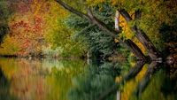 Reflexões de outono: uma cena florestal tranquila com folhagem vibrante