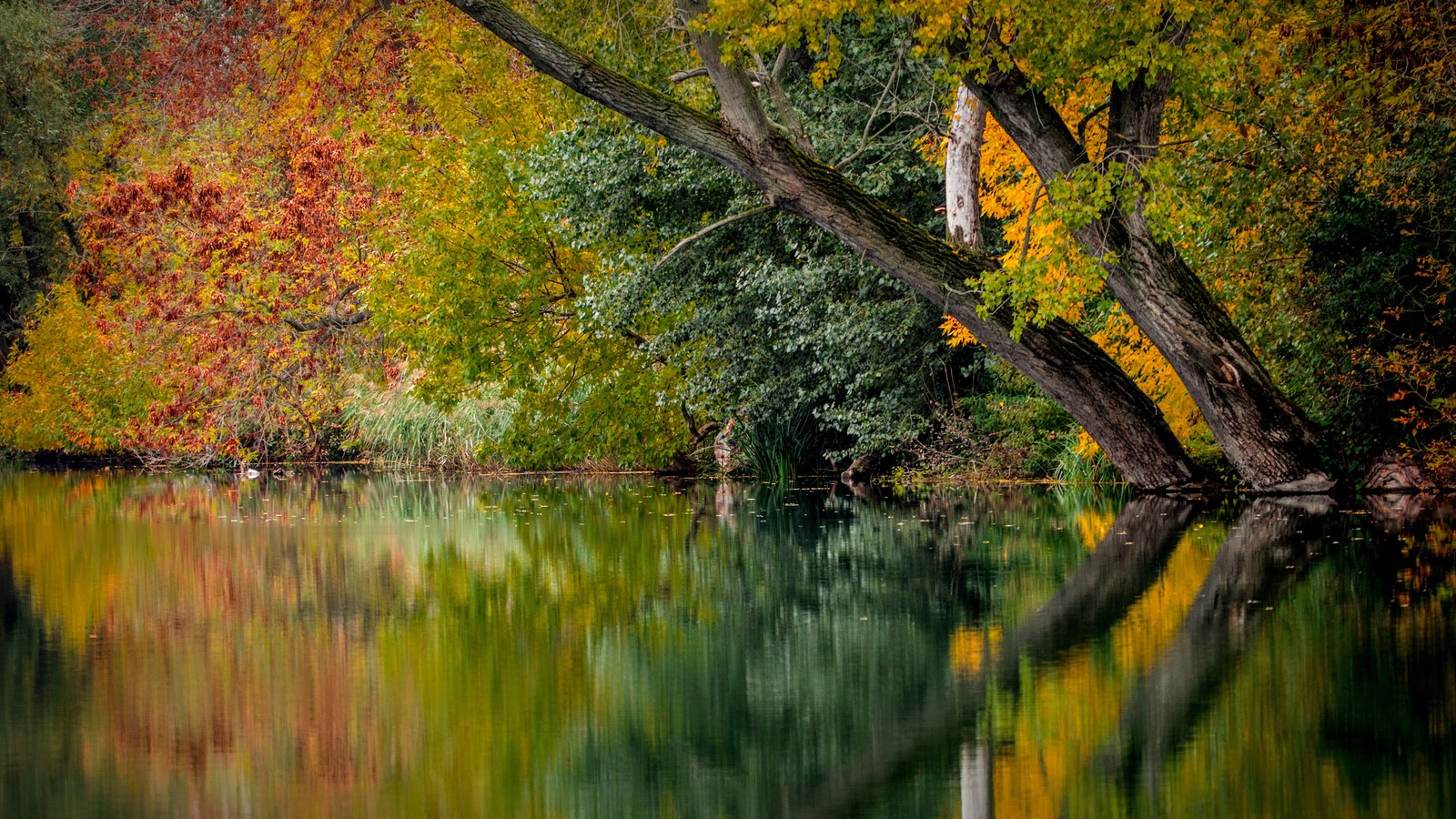 Trees are reflected in the water of a lake in the fall (reflection, tree, nature, leaf, water)