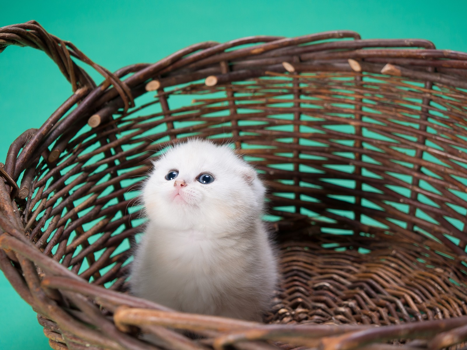 Ein kleines weißes kätzchen sitzt in einem korb vor einem grünen hintergrund (weiße katze, kätzchen, korb, welpe, blauer hintergrund)