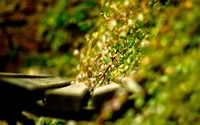 Lush Greenery with Moisture on Natural Wood Surfaces