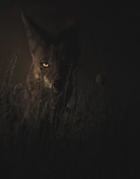 Midnight Watcher: The Stealthy Encounter of Wildlife