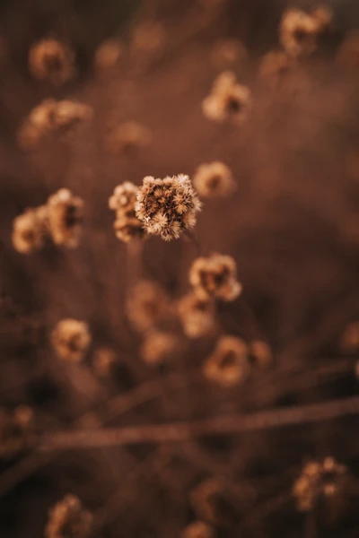 Nahaufnahme von getrockneten braunen Blumen, die von sanftem Sonnenlicht in einem verschwommenen Hintergrund beleuchtet werden.