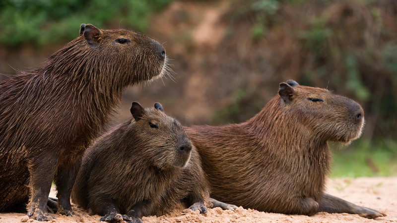 Три капибары сидят на земле в зоопарке (capybara, отдых, животные)