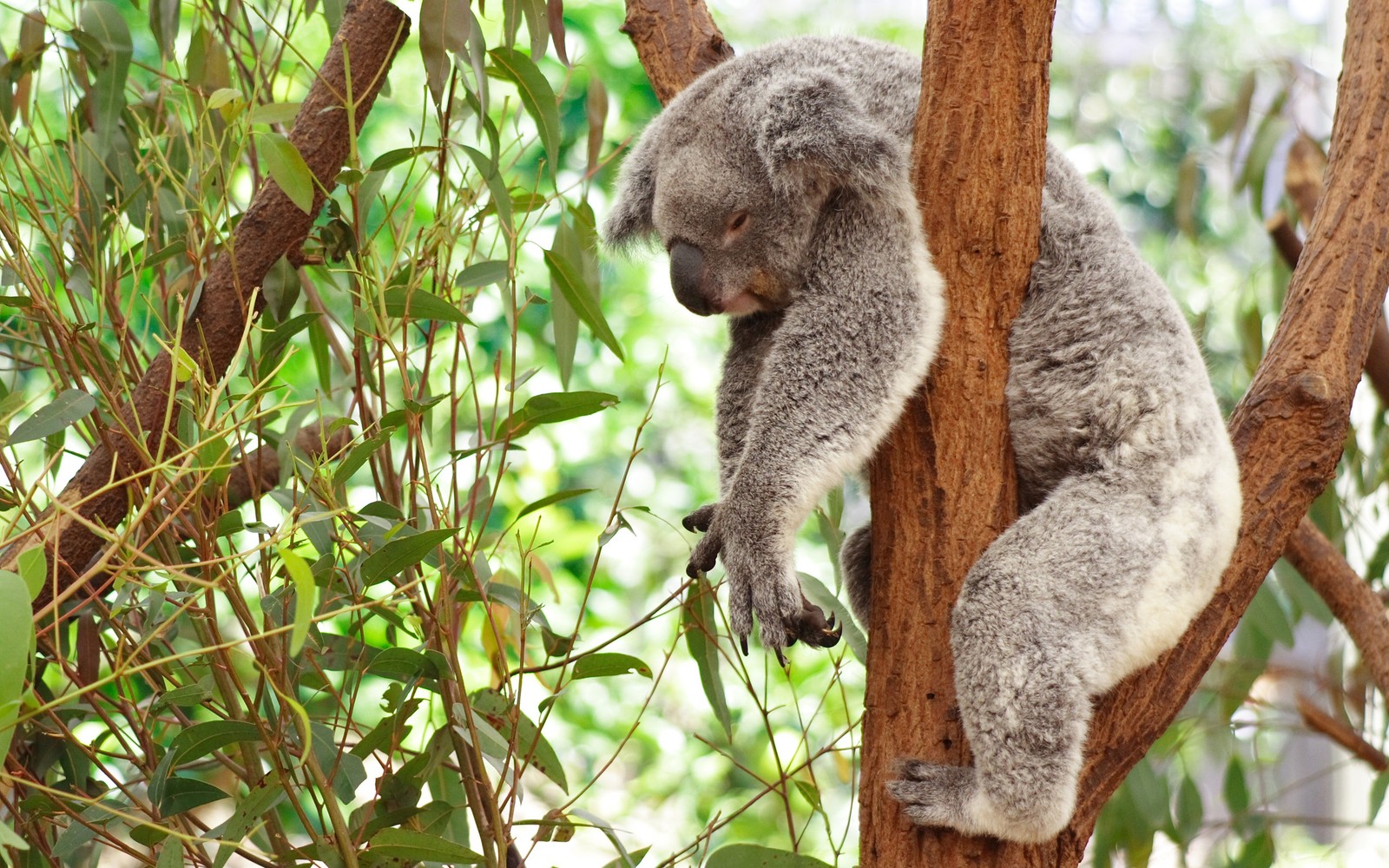 Hay un koala que está subiendo a un árbol (koala, animal terrestre, marsupial, vida silvestre, árbol)