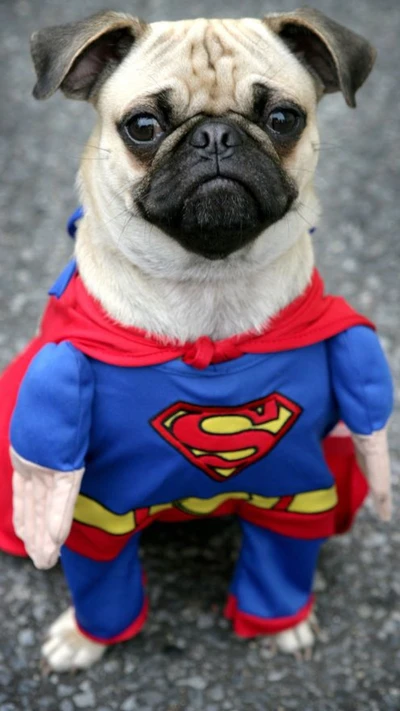 cute, dog, funny, hero, i6p