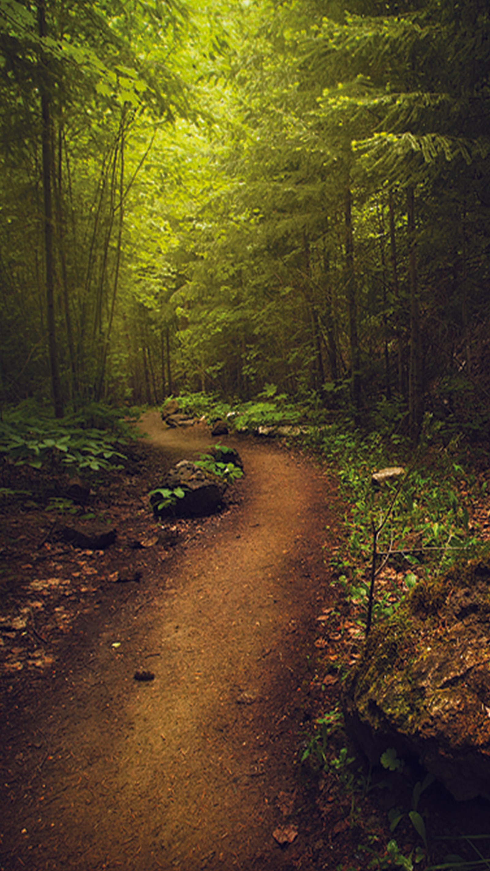 There is a dirt path in the woods with a bench on the side (forest, green)