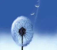 Dandelion Seeds Against a Blue Sky