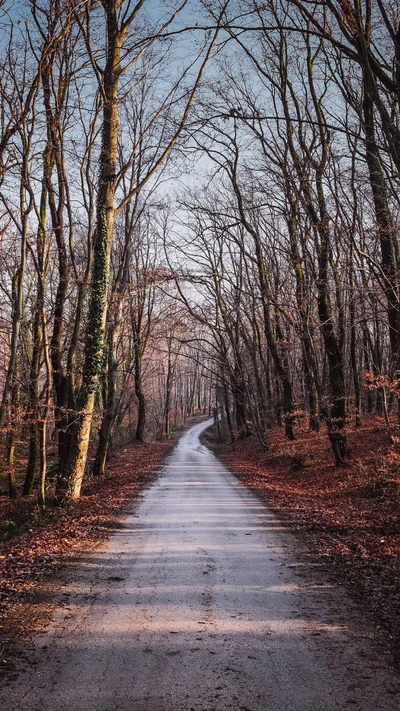 jour, forêt, nature, pluvieux, route