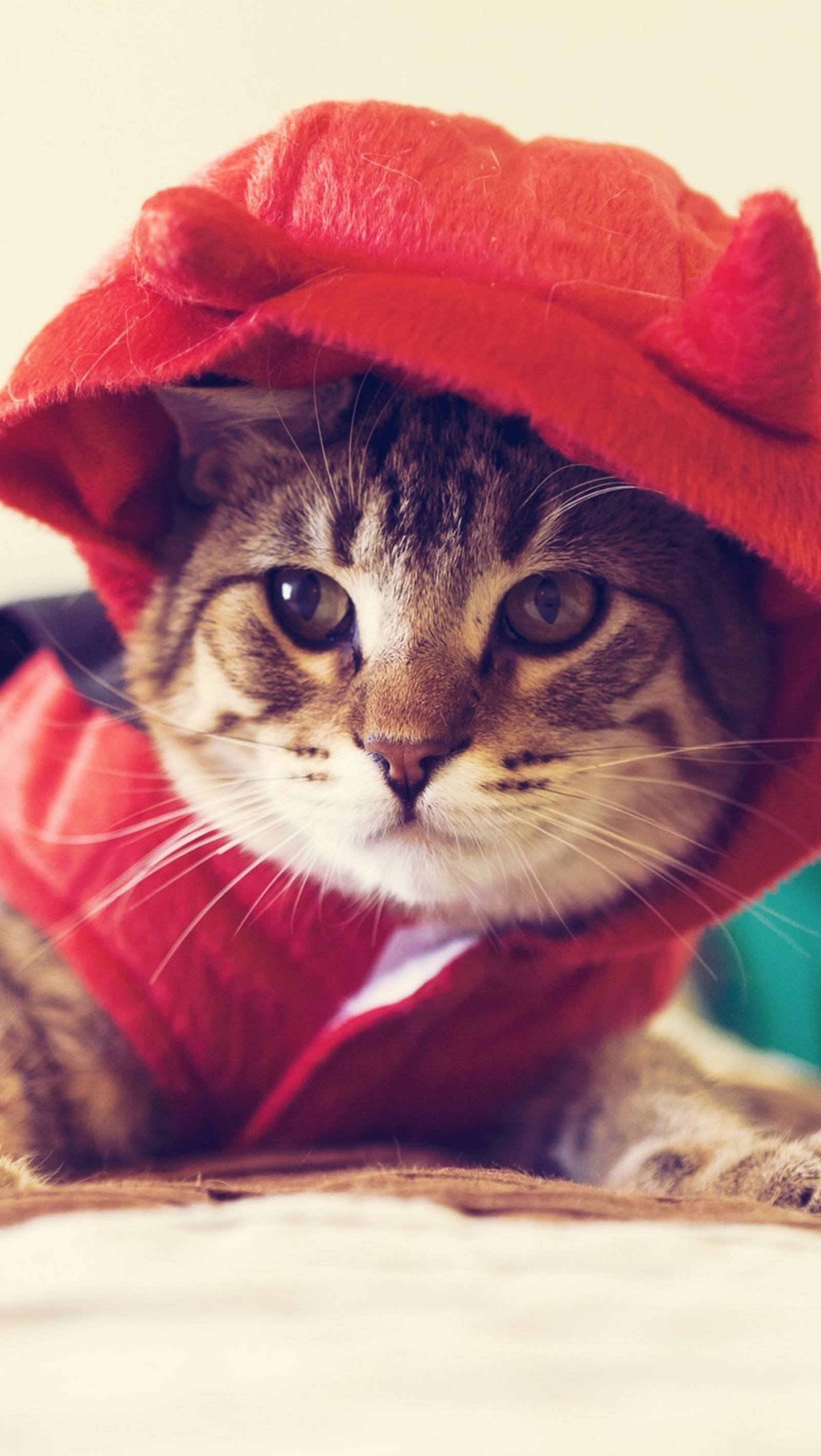 Il y a un chat portant un chapeau rouge et une veste rouge (animal, chat, costume, rouge)