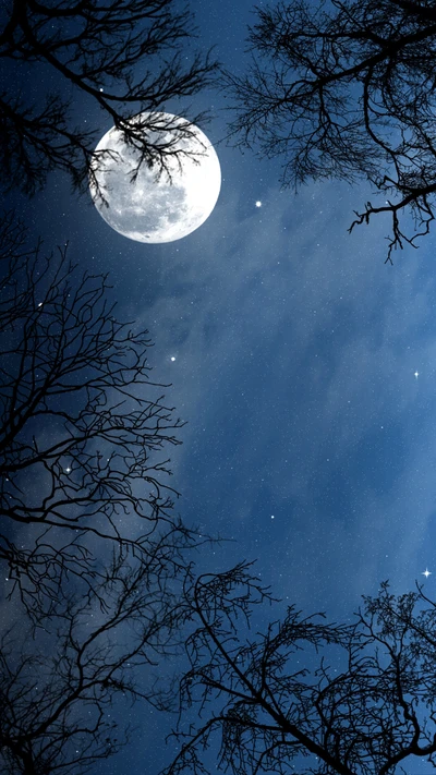 Nuit sereine au clair de lune encadrée par des arbres en silhouette