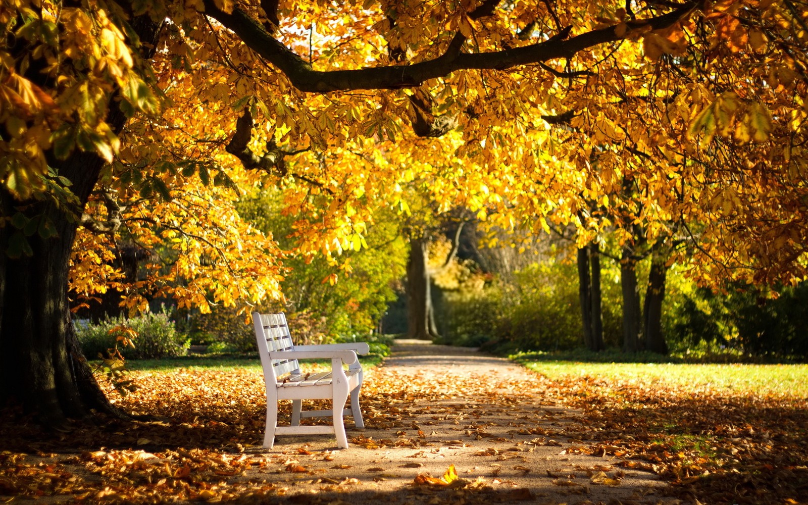 Banc de girafe sous un arbre dans un parc avec des feuilles sur le sol (automne, arbre, nature, feuille, à feuilles caduques)