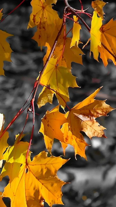 herbst, zweig, blätter, baum