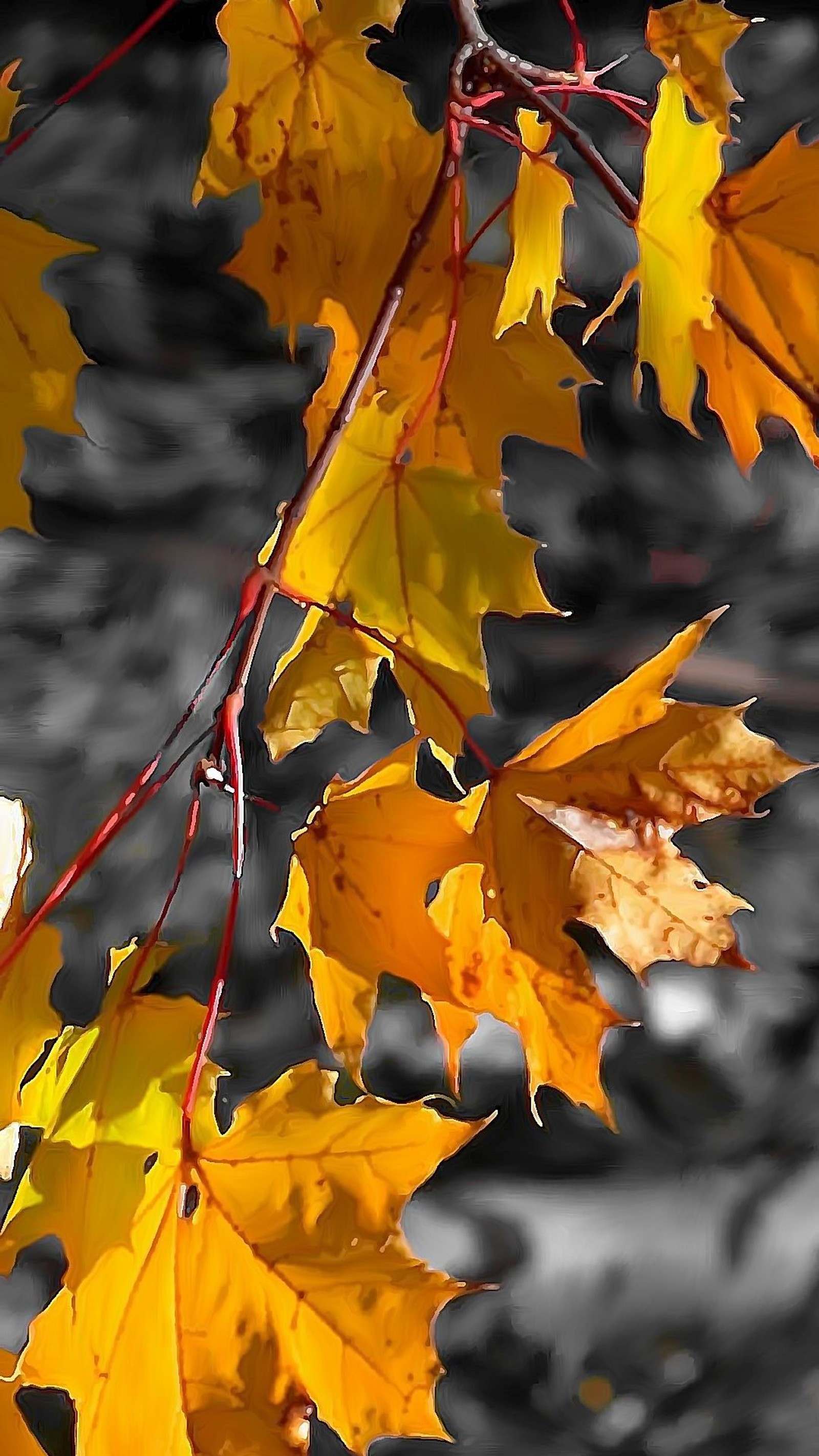 Des feuilles jaunes sur une branche d'arbre avec un fond noir. (automne, branche, feuilles, arbre)