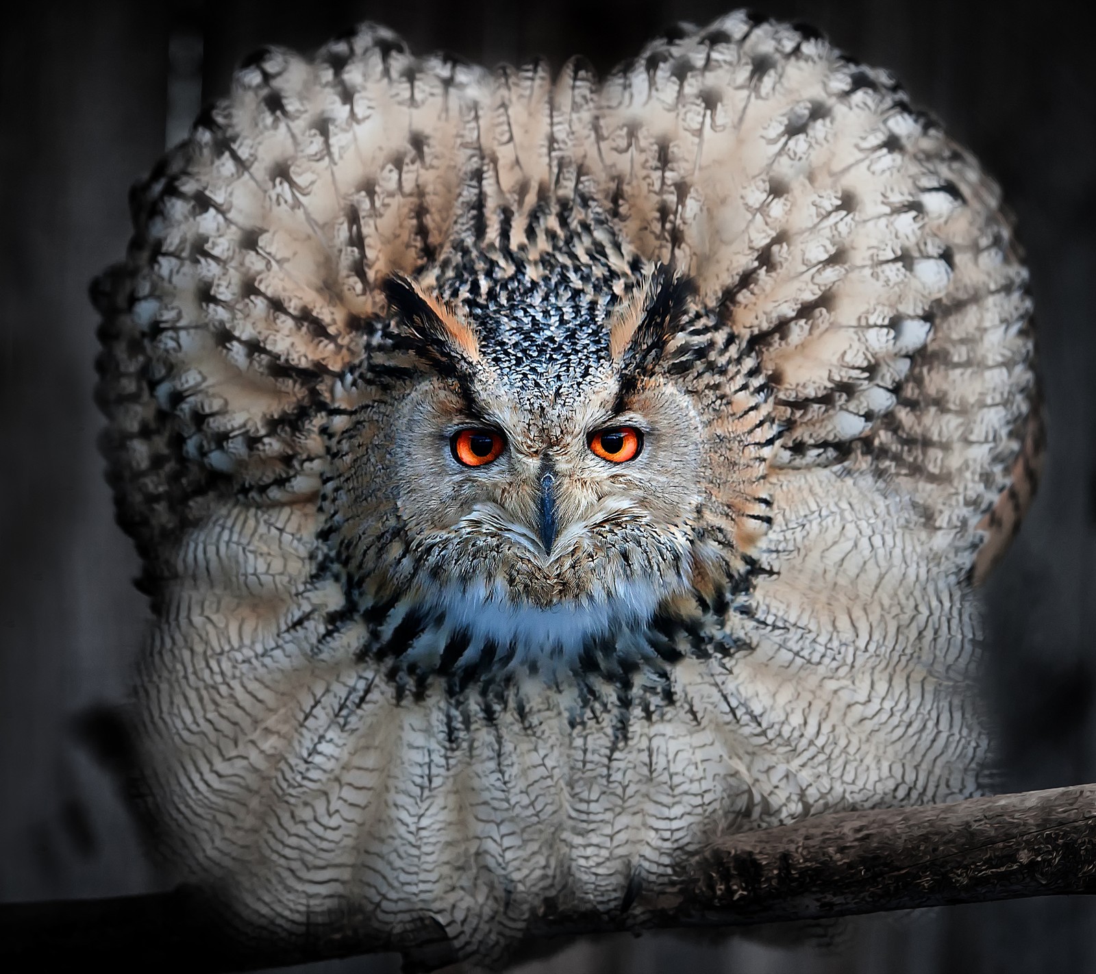 Un hibou est assis sur une branche avec un œil rouge (animal, oiseau, plume, chouette)