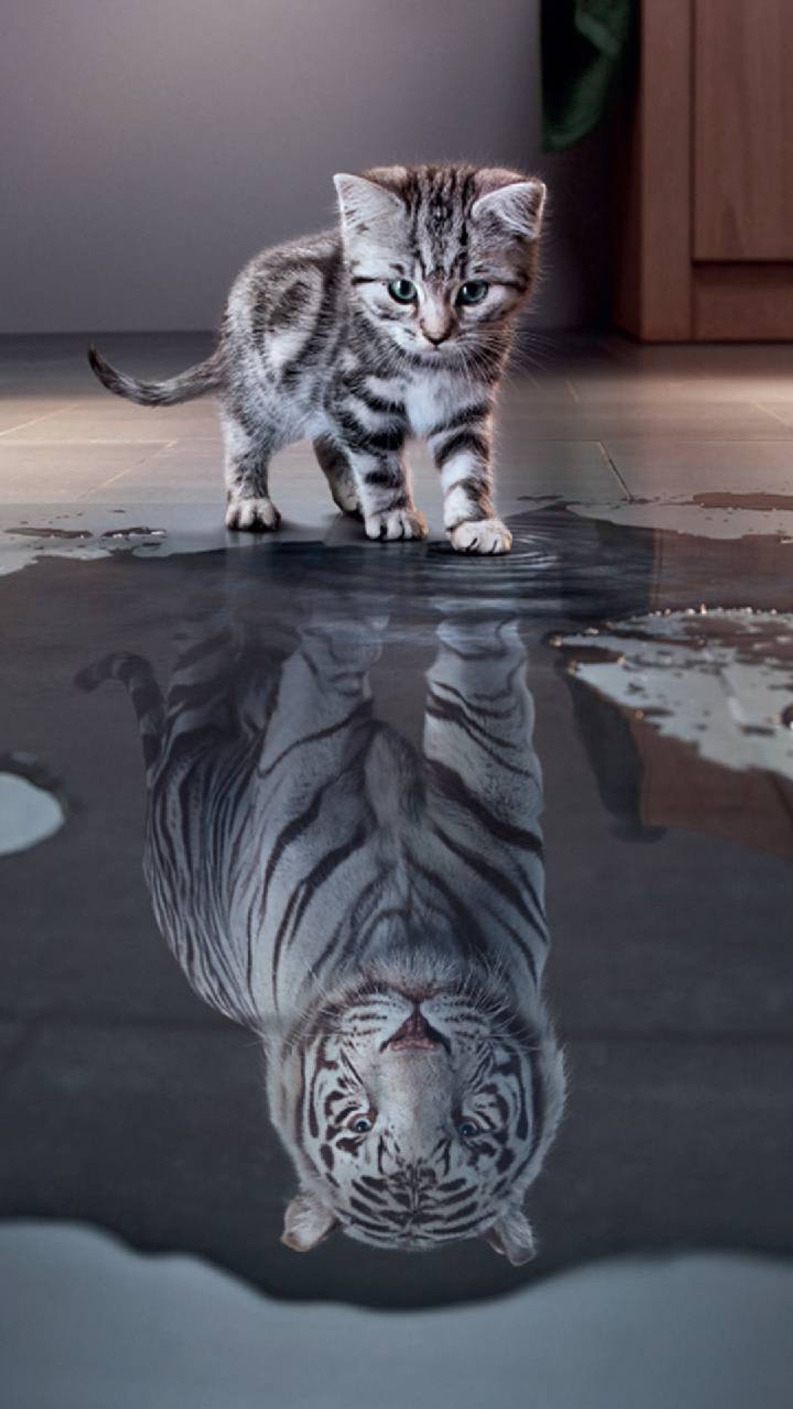 There is a cat that is standing on a puddle of water (tiger, reflection)