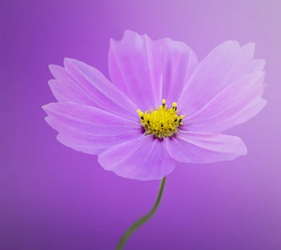 Flor de lavanda delicada em floração de primavera