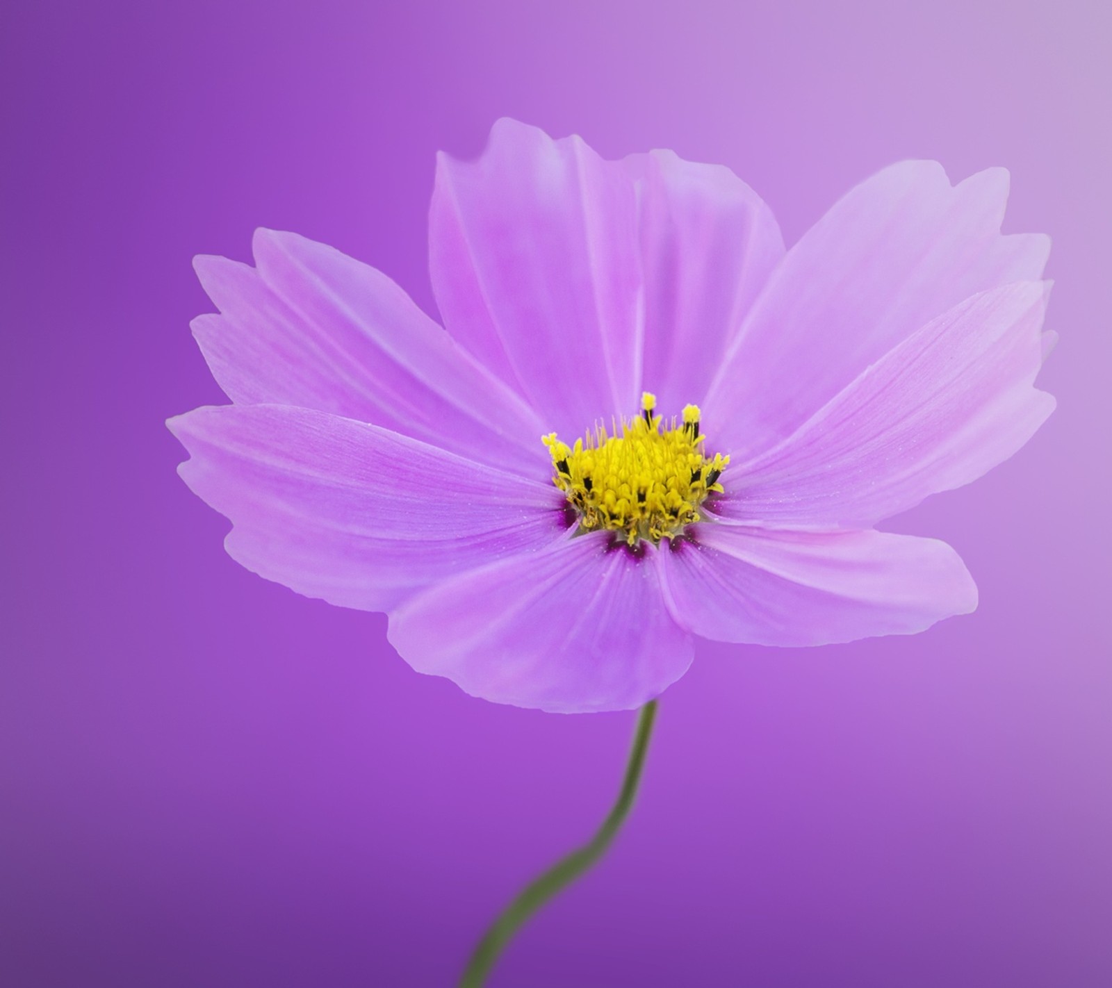 Purple flower with yellow center against a purple background (flower, spring)