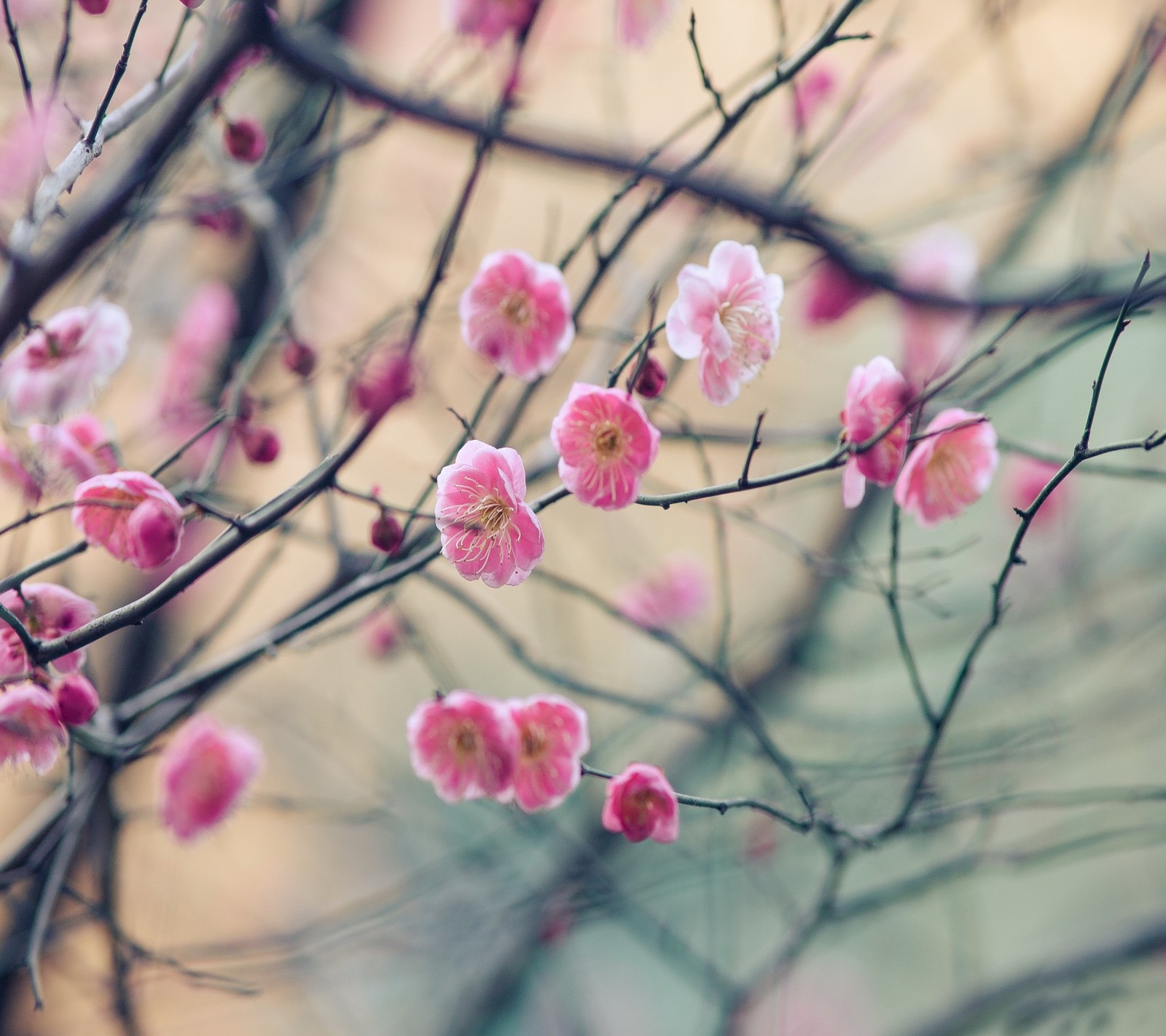 Hay una flor rosa que está creciendo en un árbol (fondo, belleza, genial, flores, naturaleza)