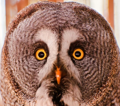 animals, owl