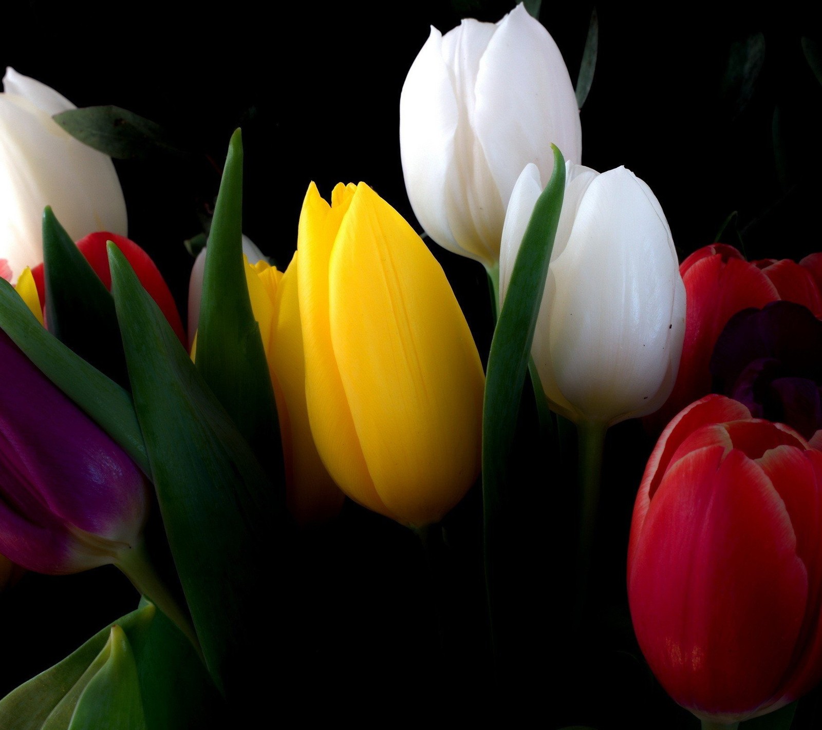 There are many different colored tulips in a vase (bokeh, flowers, leaves, nature)