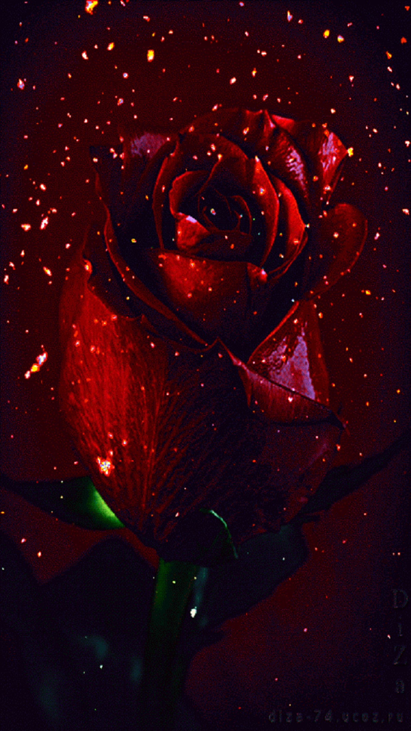 There is a red rose with a lot of stars on it (flower, rose)