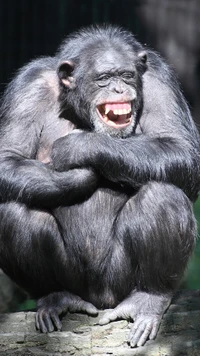 monkey, monkeys, funny, smile wallpaper