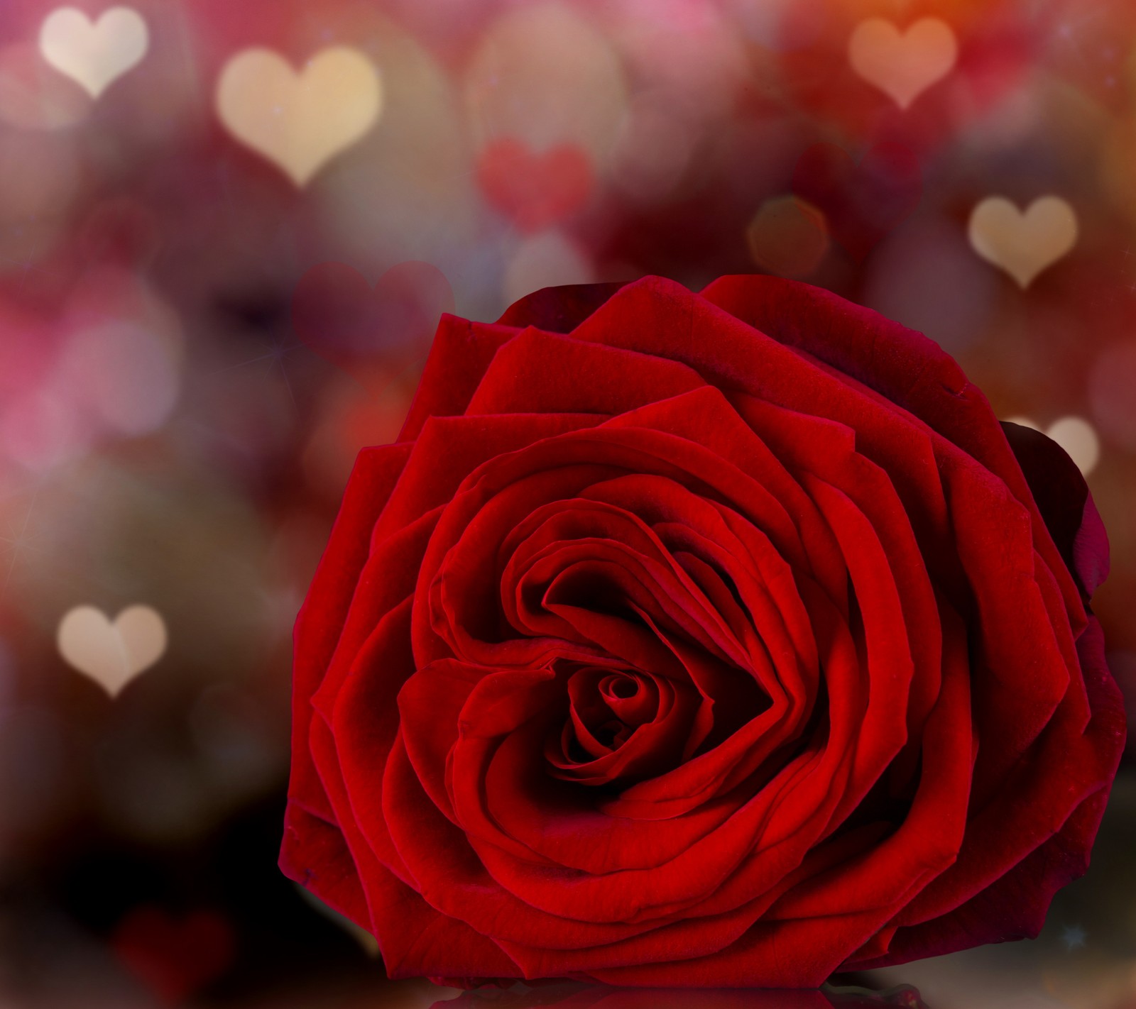 There is a red rose with hearts in the background (abstract, landscape, love, nature, sayings)