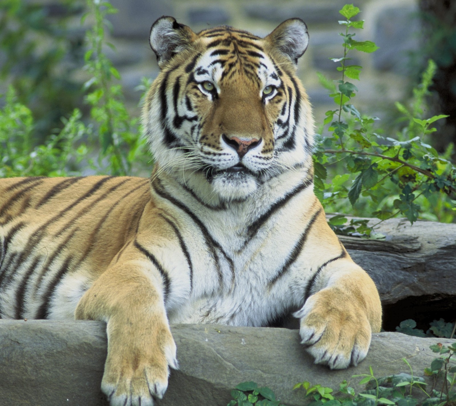 Un tigre qui est couché sur une pierre (nature, poser, prédateur, tigre, faune)