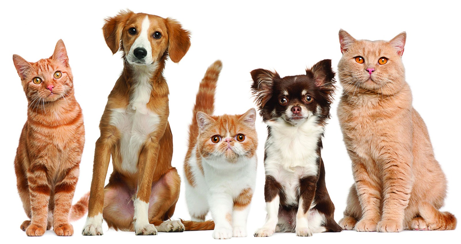 dog, cat, veterinarian, dog breed, kitten wallpaper