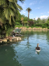 Reflet de mare paisible avec canard et jardins luxuriants environnants