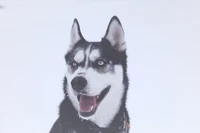 Sibirischer Husky mit blauen Augen in einer verschneiten Landschaft