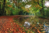 Autumn Serenity in a Woodland Nature Reserve: A Reflective River Amidst Colorful Foliage.